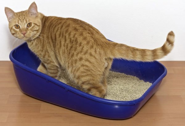 Diarreia em gatos
