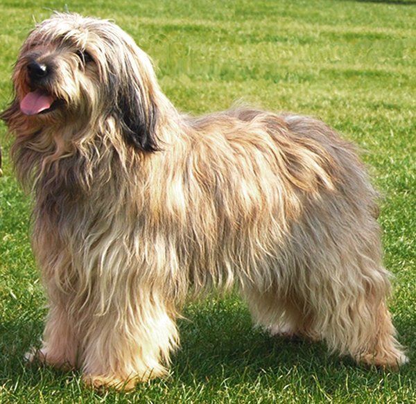 Raças de cães