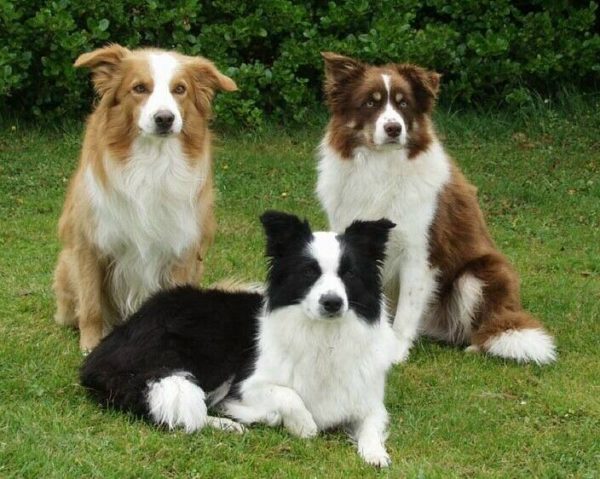 Border collies