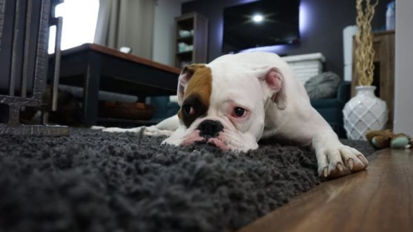 Cuidando de cachorro de apartamento