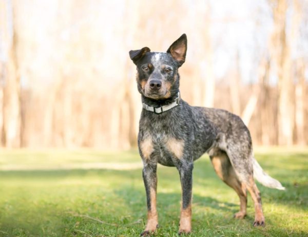 Características da raça blue heeler