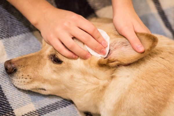 Infecção de ouvido de cachorro