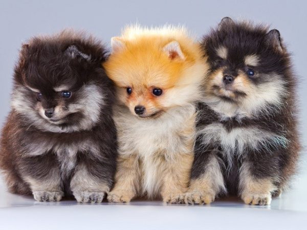 Lulu da Pomerânia