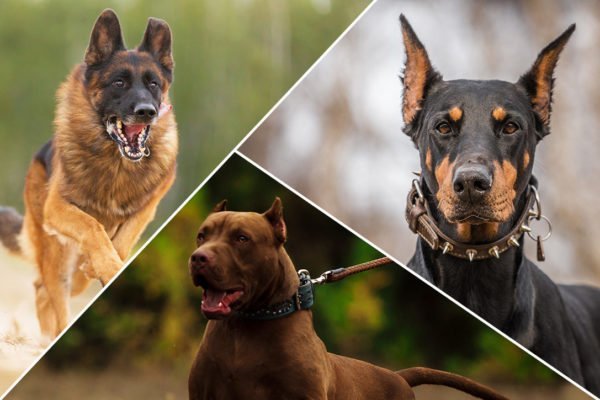 Cães de guarda