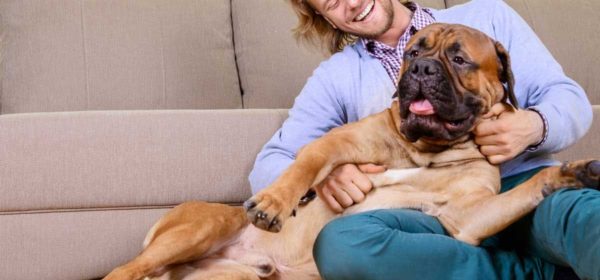 Cão grande em apartamento