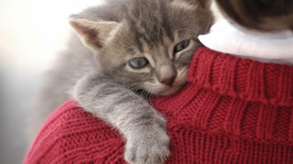 Nomes para gatos