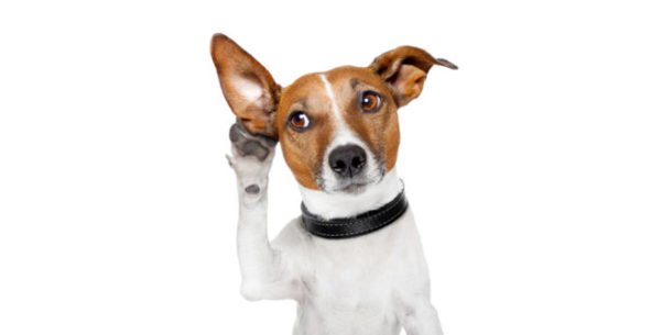 Perda auditiva em cães
