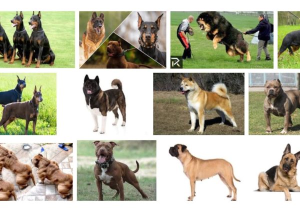 Cães de guarda
