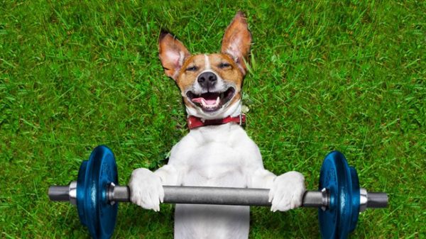 Exercícios para cachorros