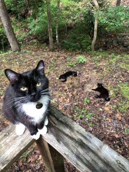 Gatos no quintal