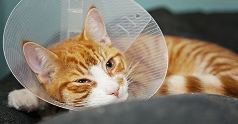 Castração de gato