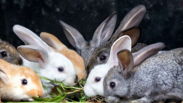 Nomes para coelhos