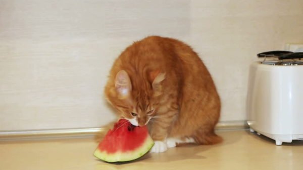 Frutas que gatos podem comer