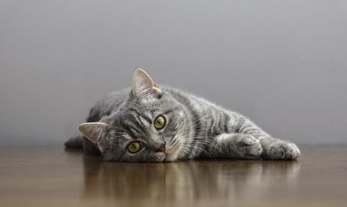 Hepatite felina