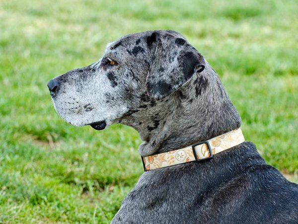 Manchas no cachorro