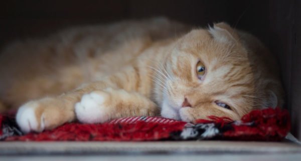 Depressão em felinos