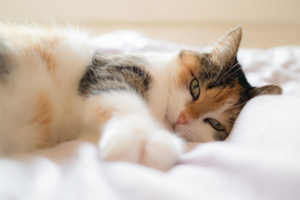 Hemorragia em gatos