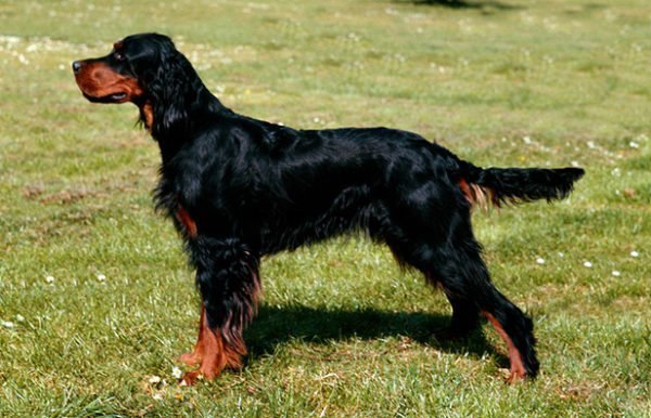 Raça de cão Gordon Setter