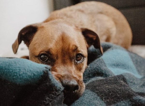 Cães com parasitas