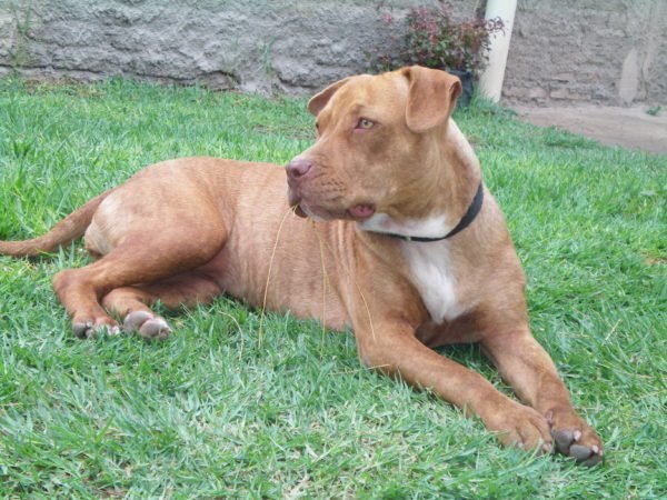 Criação do pitbull