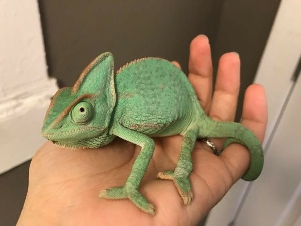 ペットのカメレオンと過ごす最初の 30 日間
