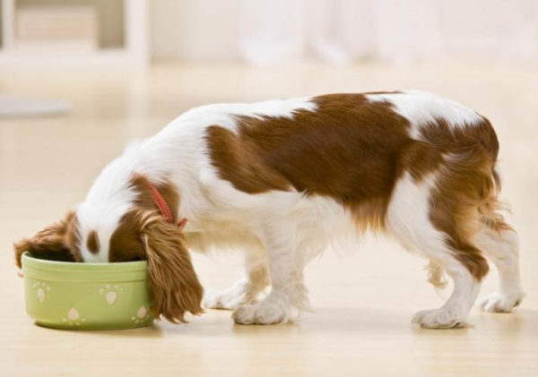 Cálcio para cães