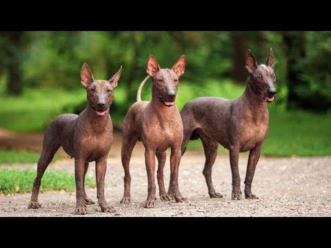 Cão mexicano