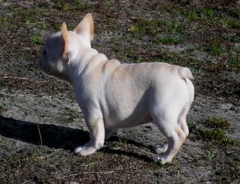 Rabo de buldogue