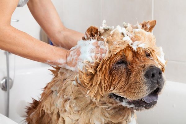 Xampu caseiro de cães
