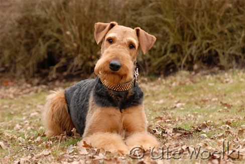 Airedale terrier