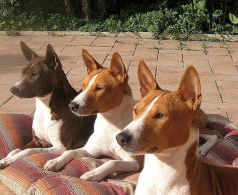 Cachorro basenji