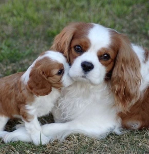 Cachorro de companhia