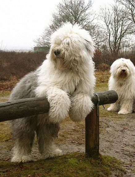 English sheepdog