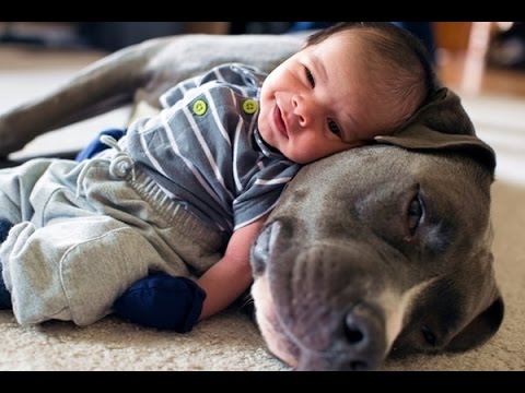 Pitbulls com crianças