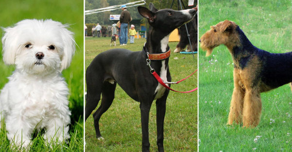 Raças hipoalergênicas de cães