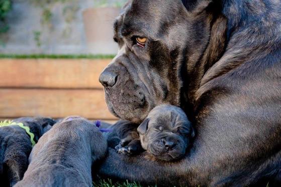 Características do cane corso