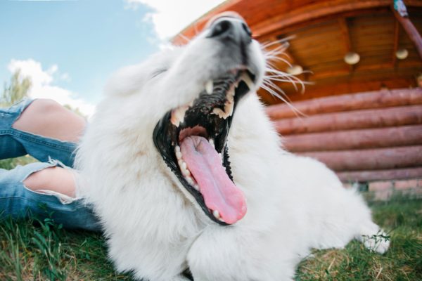 Dentes dos cães