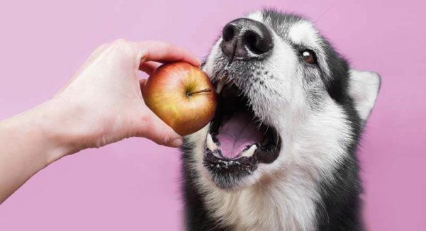 Frutas que cães não podem comer