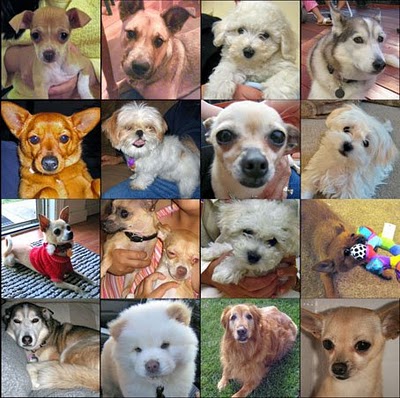 Cães de estimação