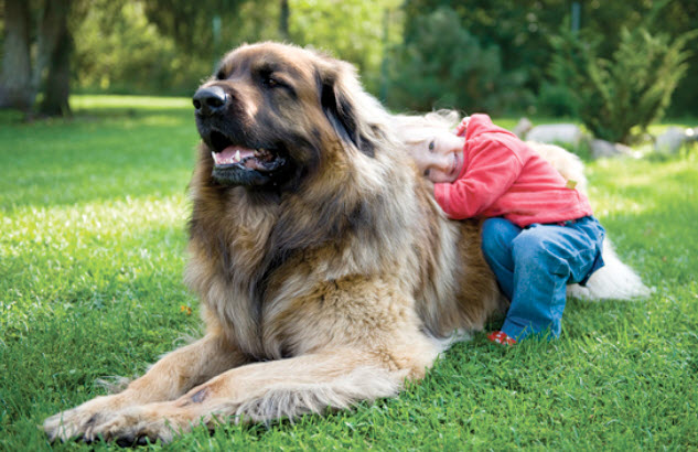 Raças gigantes de cachorros