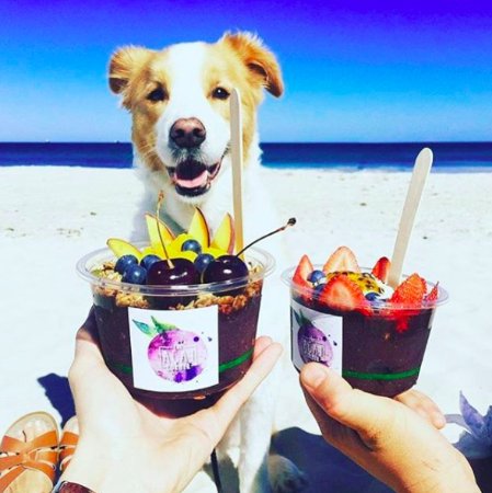 Açaí para cachorros
