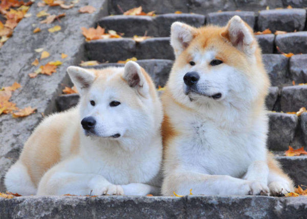 Raça de cão Akita