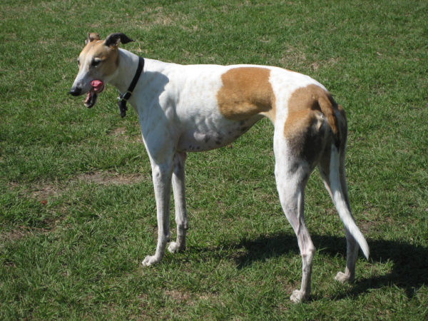 Cachorro greyhound