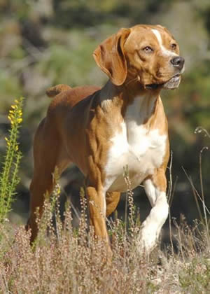 Raça de cão perdigueiro português