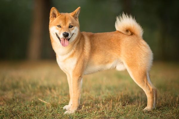 Raça shiba inu