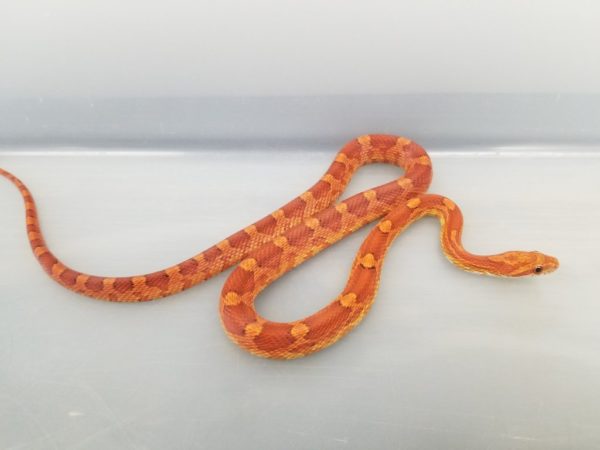 Cuidando de uma corn snake