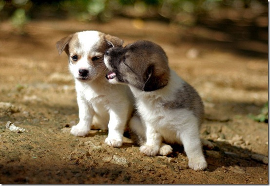 Imprinting de filhotes