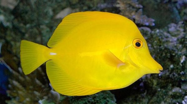 Criando o yellow tang
