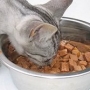 Você sabia? Seu gato pode precisar de suplementos e cuidados especiais na alimentação!