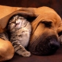 Cães e gatos podem viver juntos? Em que situações?